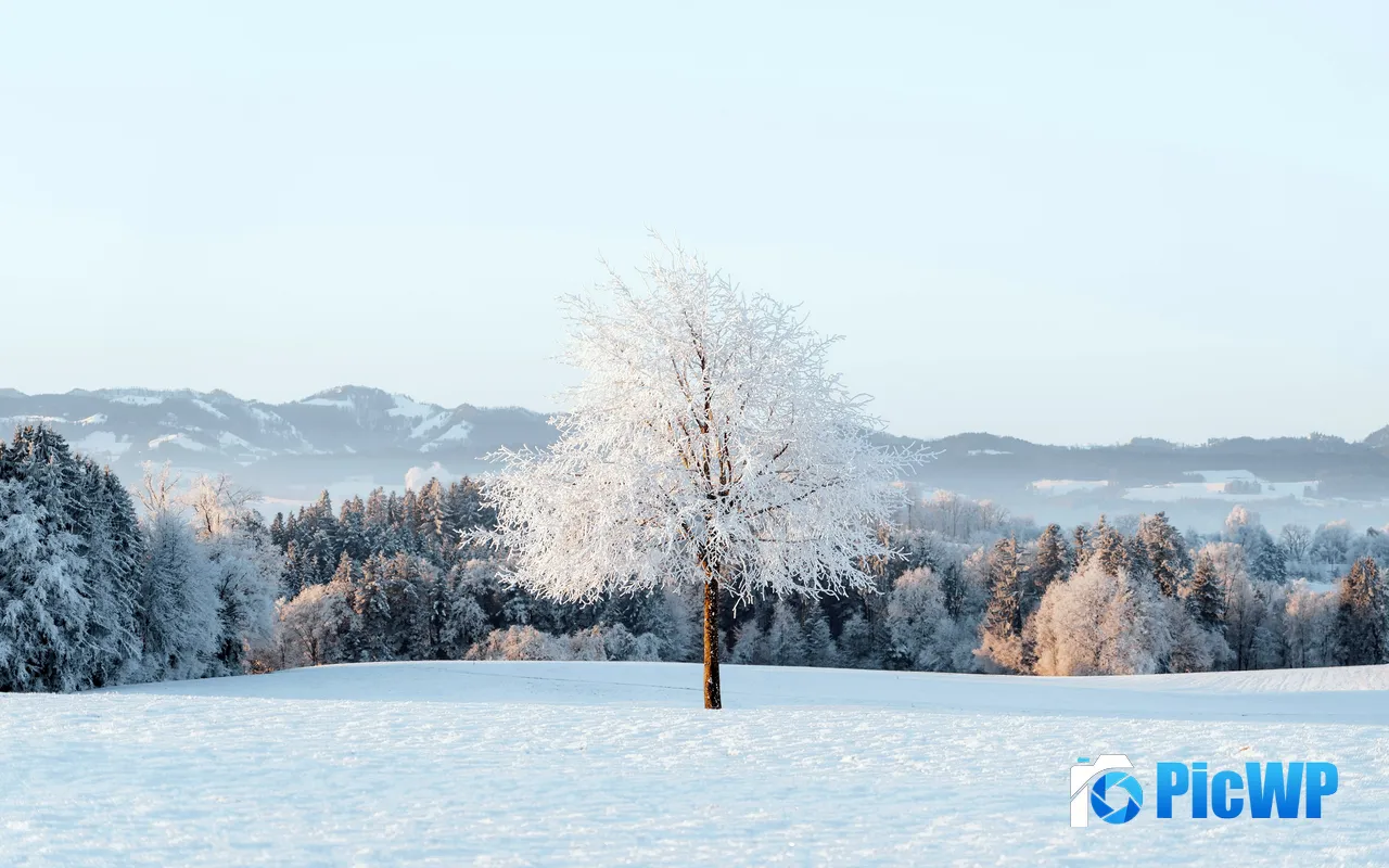 Tree Rime Winter Mountains Snow Sunshine 5K PC Wallpaper