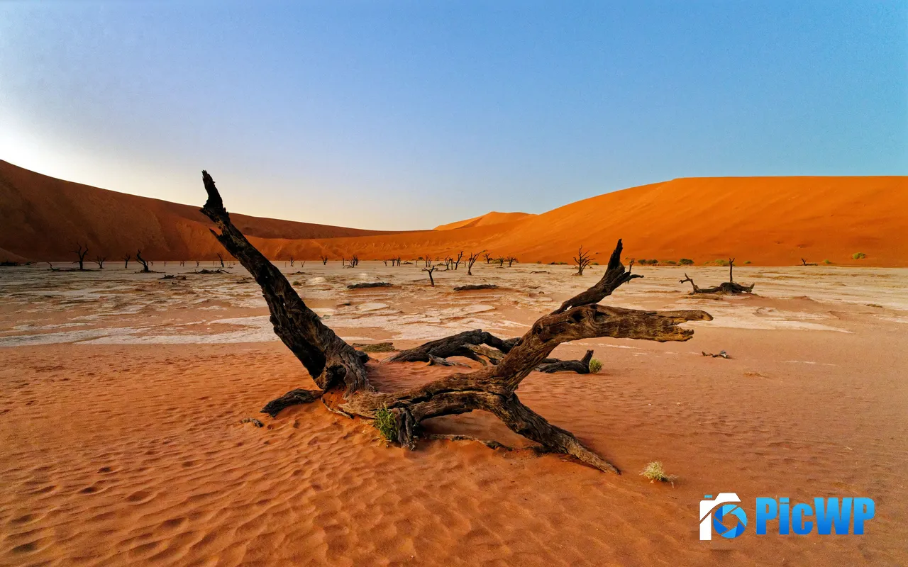 Namibia Desert Landscape Dead Tree Sunset Summer 5K PC Wallpaper
