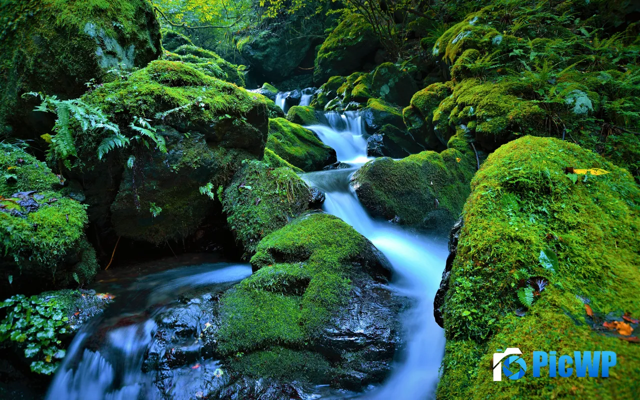 Forest Stream Green Mossy Rocks 2025 Spring 5K PC Wallpaper