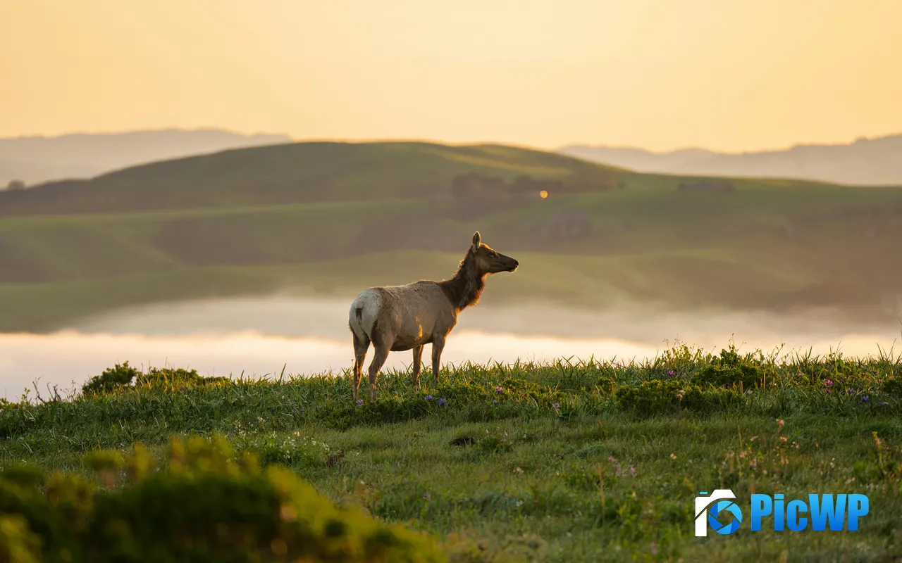 Lone elk Hill Sunrise Tomales Point Inverness USA 5K PC Wallpaper