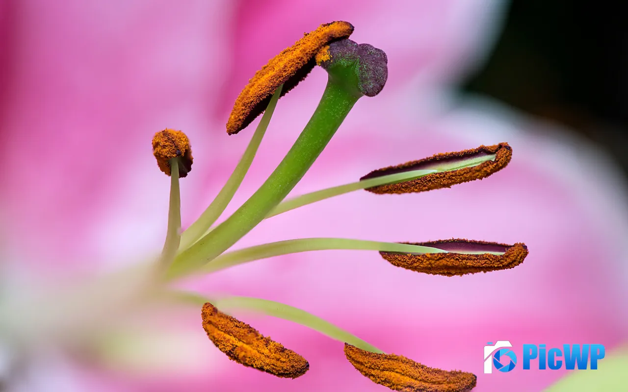 Stamen Bloom Flower Pink <font color=red>Li</font>ly Plant Close Up 5K PC Wallpaper