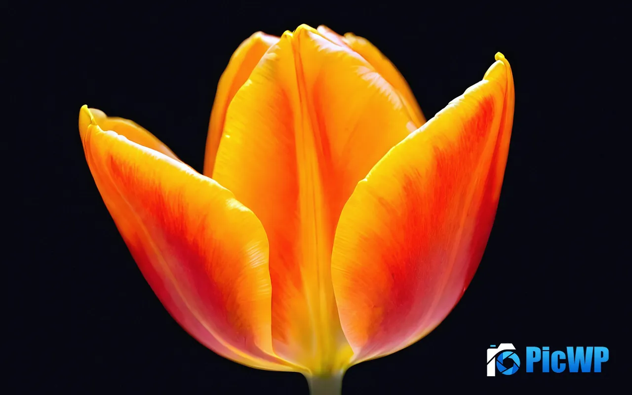 <font color=red>Orange</font> Tulips Flowers Plant Dark Close up 5K PC Wallpaper