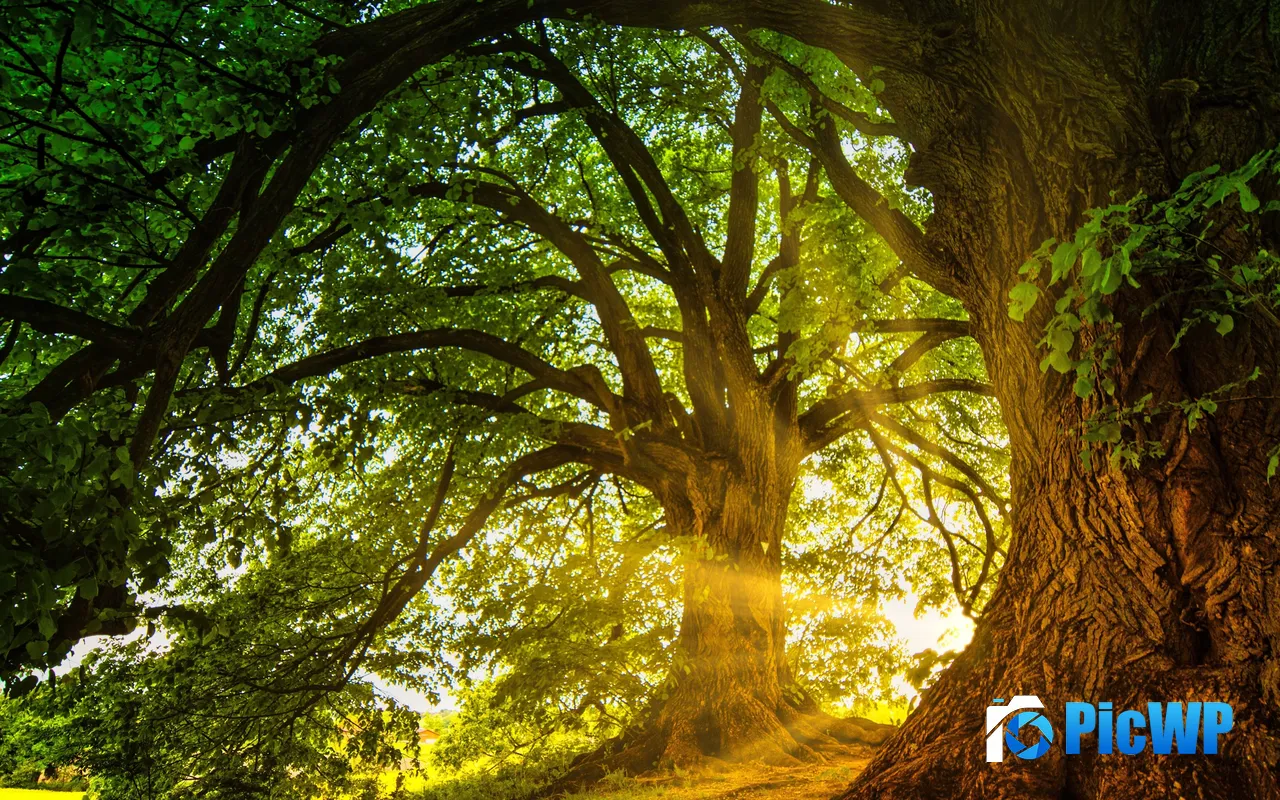 Morning The shadow Old Tree Sunlight <font color=red>Forest</font> Park 5K PC Wallpaper