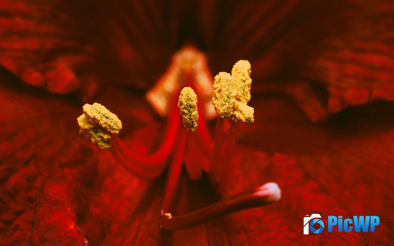 Red Lily Flower Plant Stamen Petal <font color=red>Closeup</font> 5K PC Wallpaper