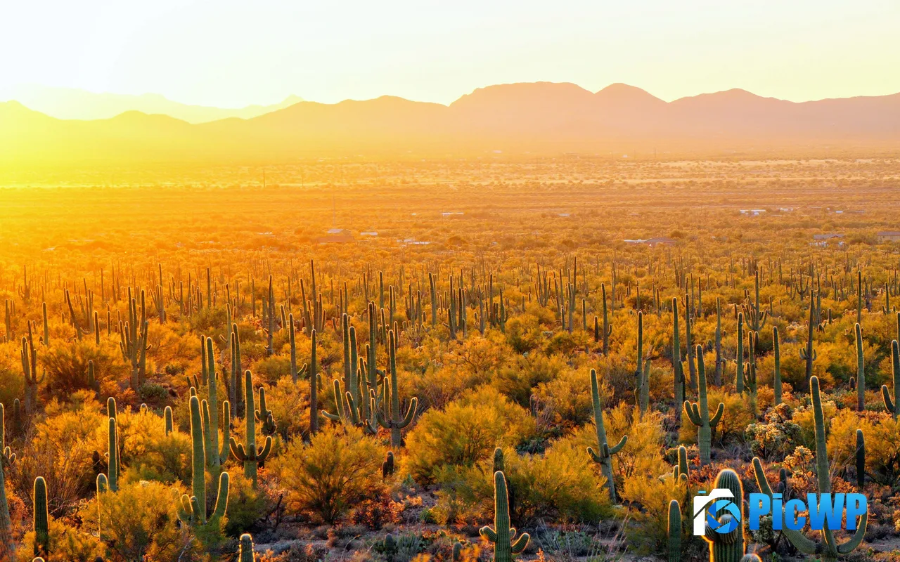 <font color=red>Sunlight</font> Cactus Saguaro National Park Arizona USA 5K PC Wallpaper