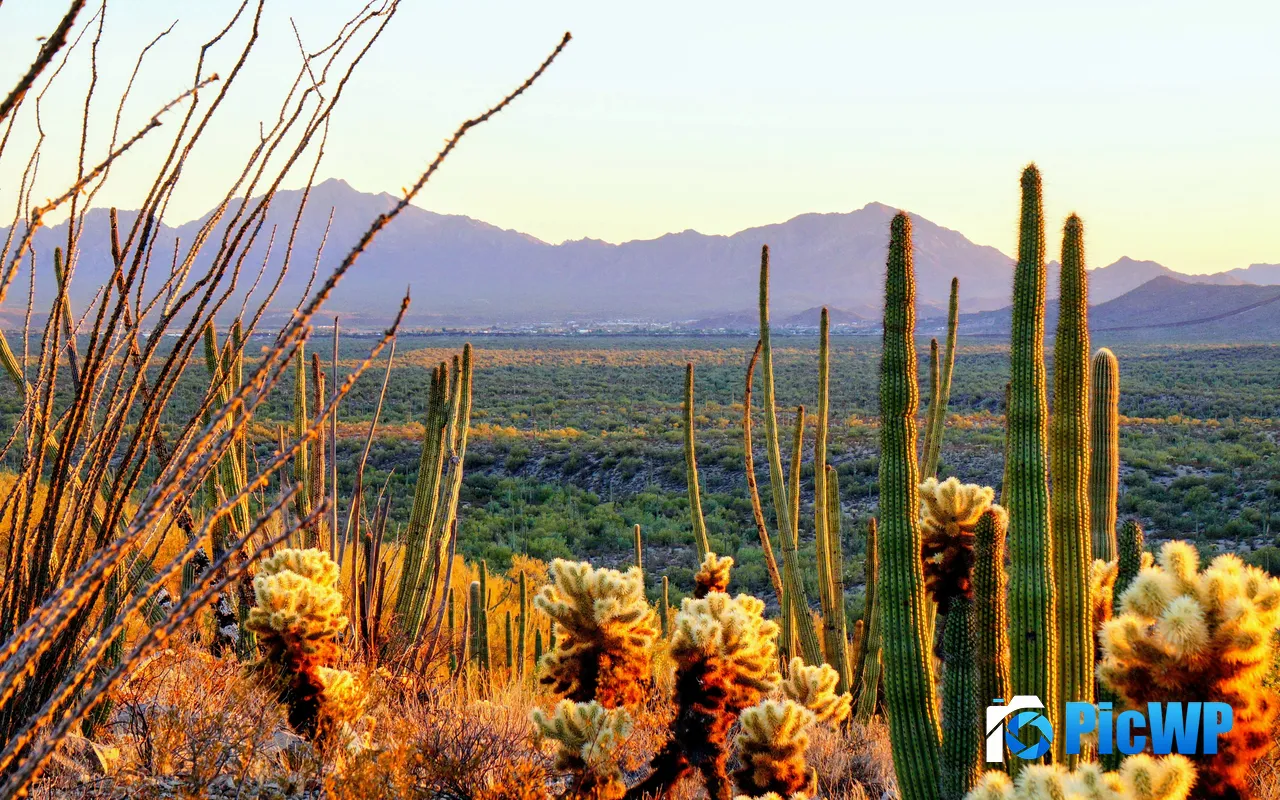 Sun Valley Saguaro National Park <font color=red>Arizona</font> USA 5K PC Wallpaper