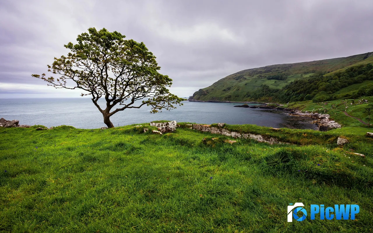 Lonely <font color=red>Tree</font> Murlough Bay Coast United Kingdom 5K PC Wallpaper