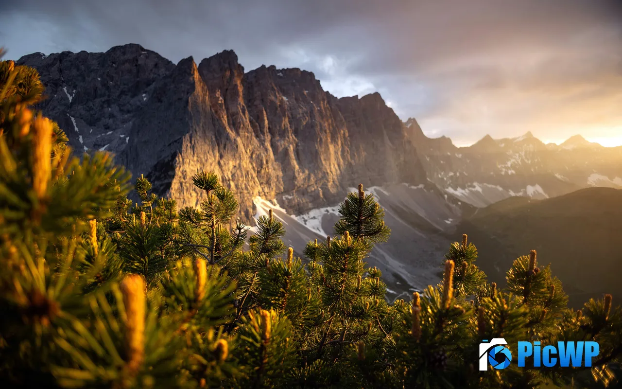 Pine Sunlight <font color=red>Forest</font> Park Canyon Eng Alm Austria 5K PC Wallpaper