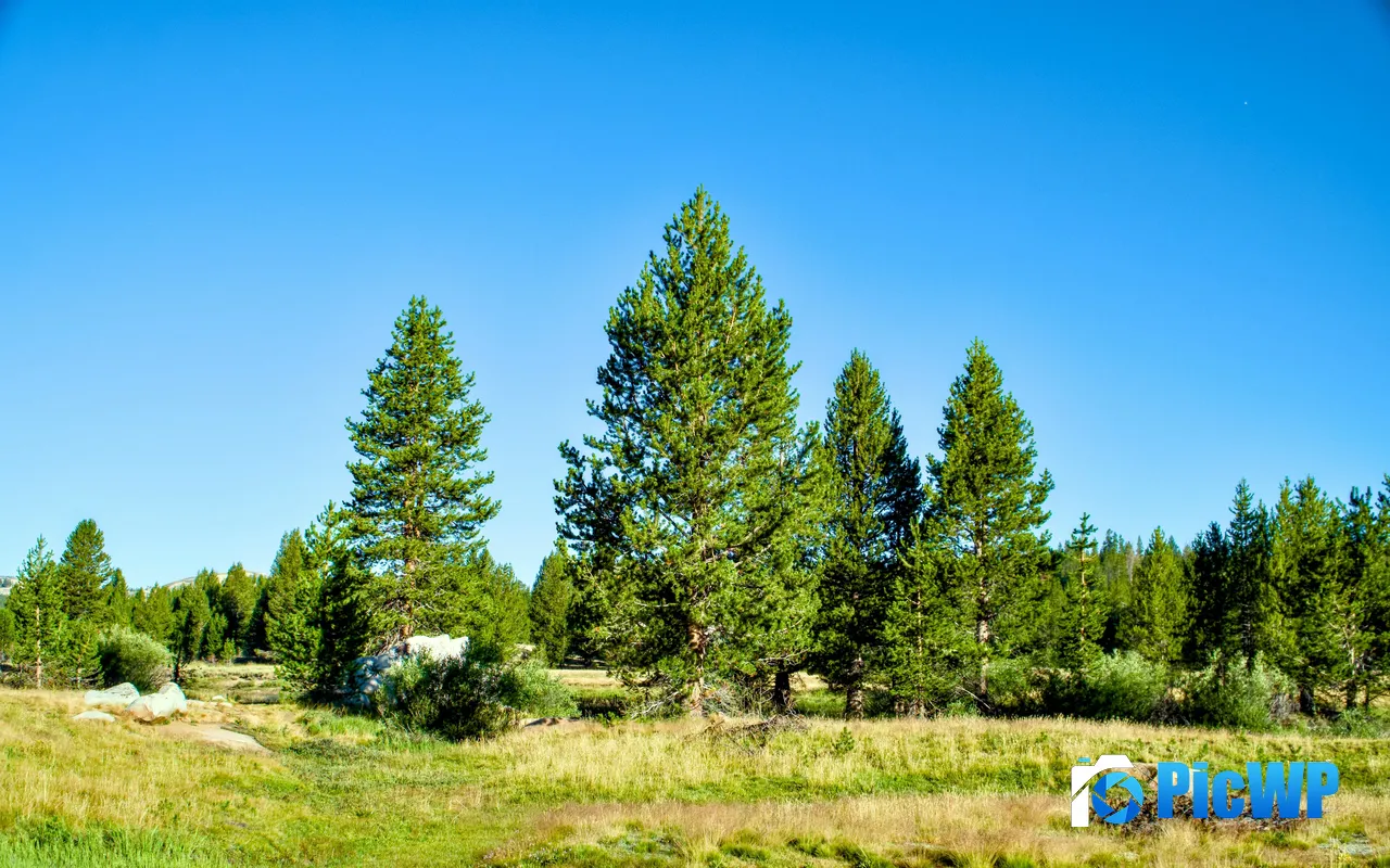 Sunny Pine tree Tuolumne Meadows CA <font color=red>USA</font> 5K PC Wallpaper