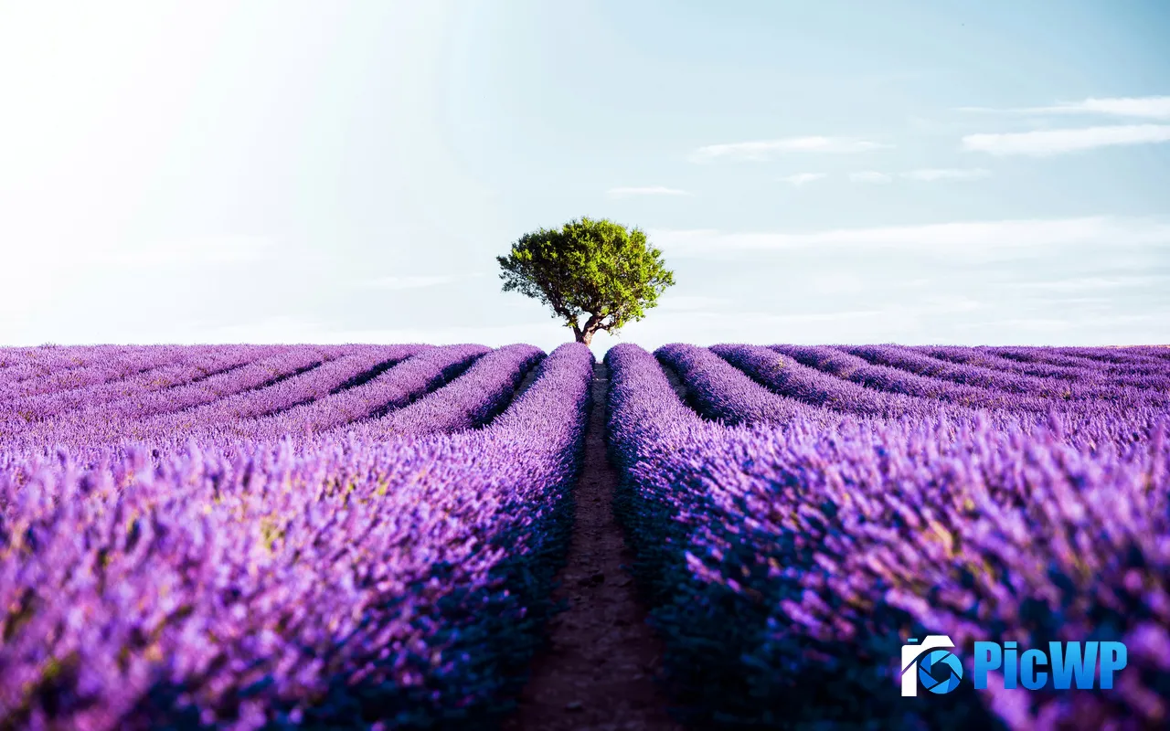 Purple Lavender Romance Lonely Tree Provence France 5K PC Wallpaper