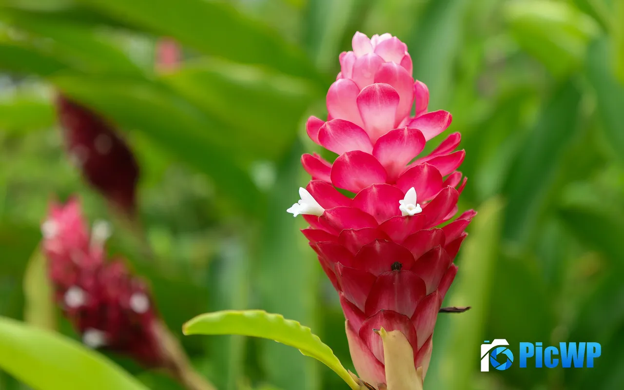 <font color=red>Red</font> Ginger Flower Green Plant Petal 5K PC Wallpaper