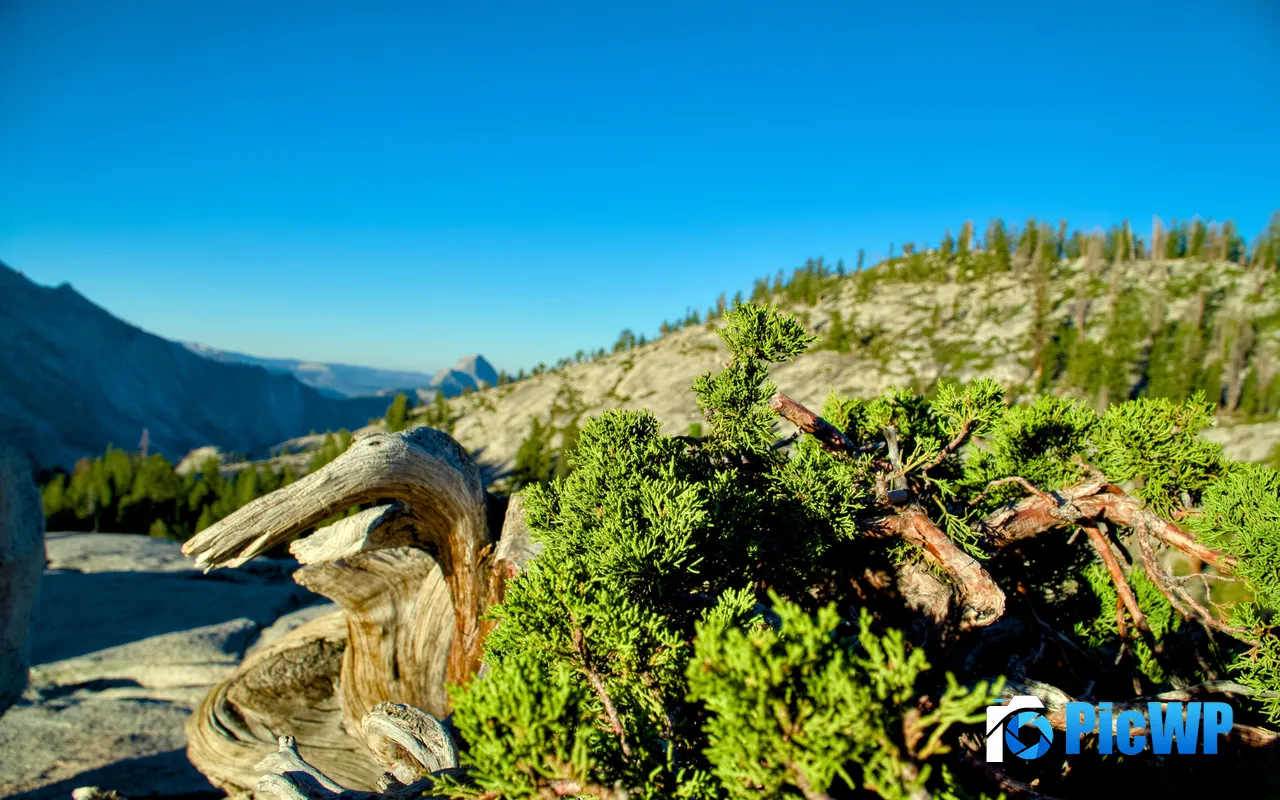 <font color=red>Mountains</font> Pine trees Yosemite National Park California USA 5K PC Wallpaper