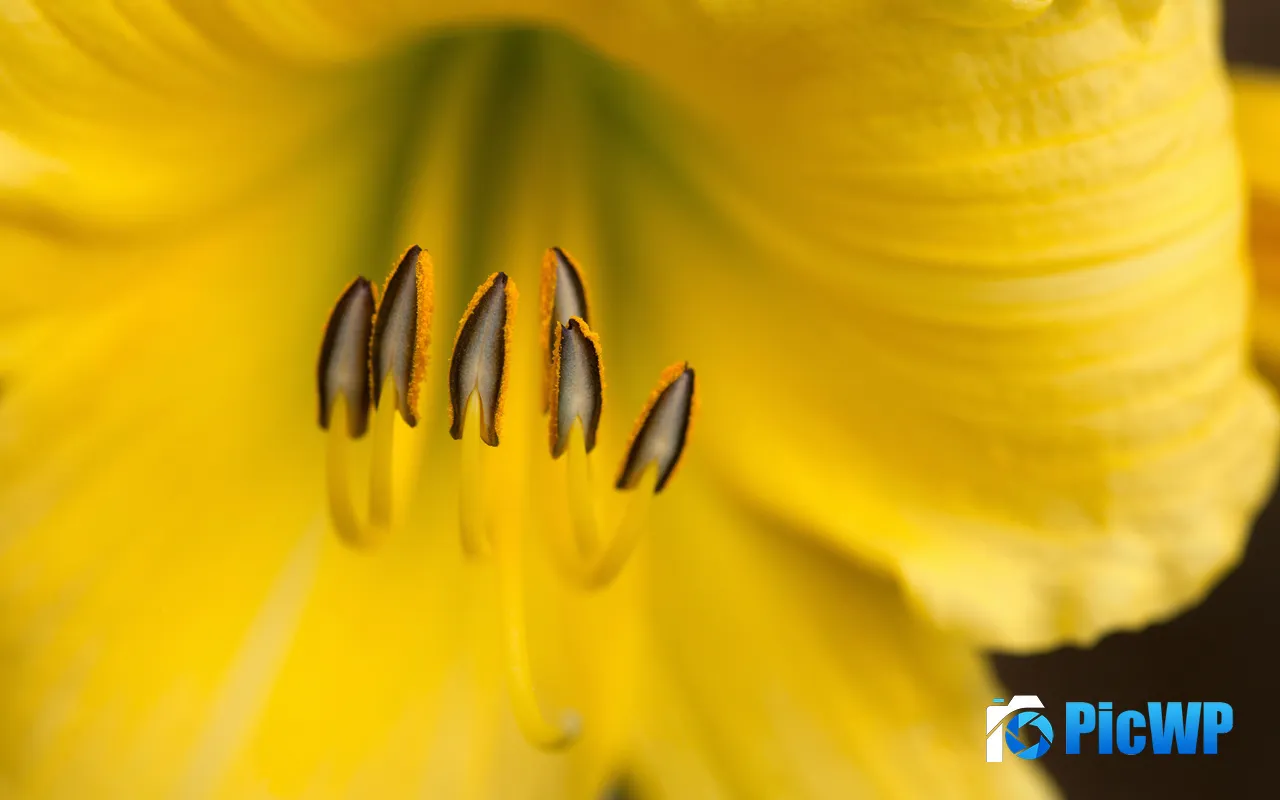 Yellow Flower Stamen Plant Petal Dalton <font color=red>USA</font> 5K PC Wallpaper