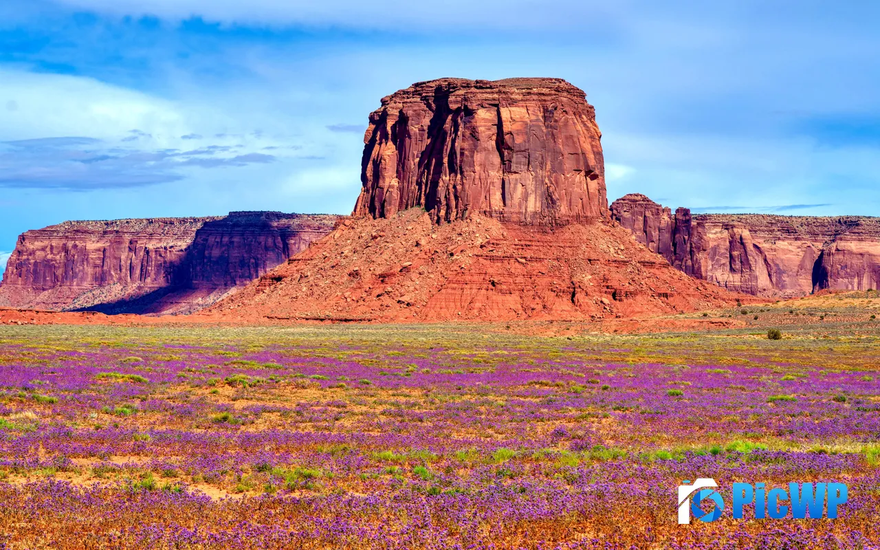 Wildflowers Oljato Monument Valley Park Utah USA 5K PC Wallpaper