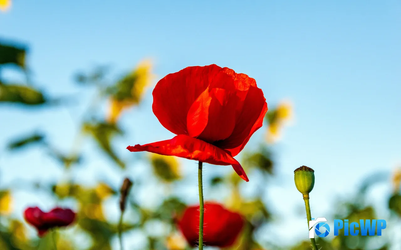 <font color=red>Red</font> Geranium Flower Plant Petal Nature 5K PC Wallpaper