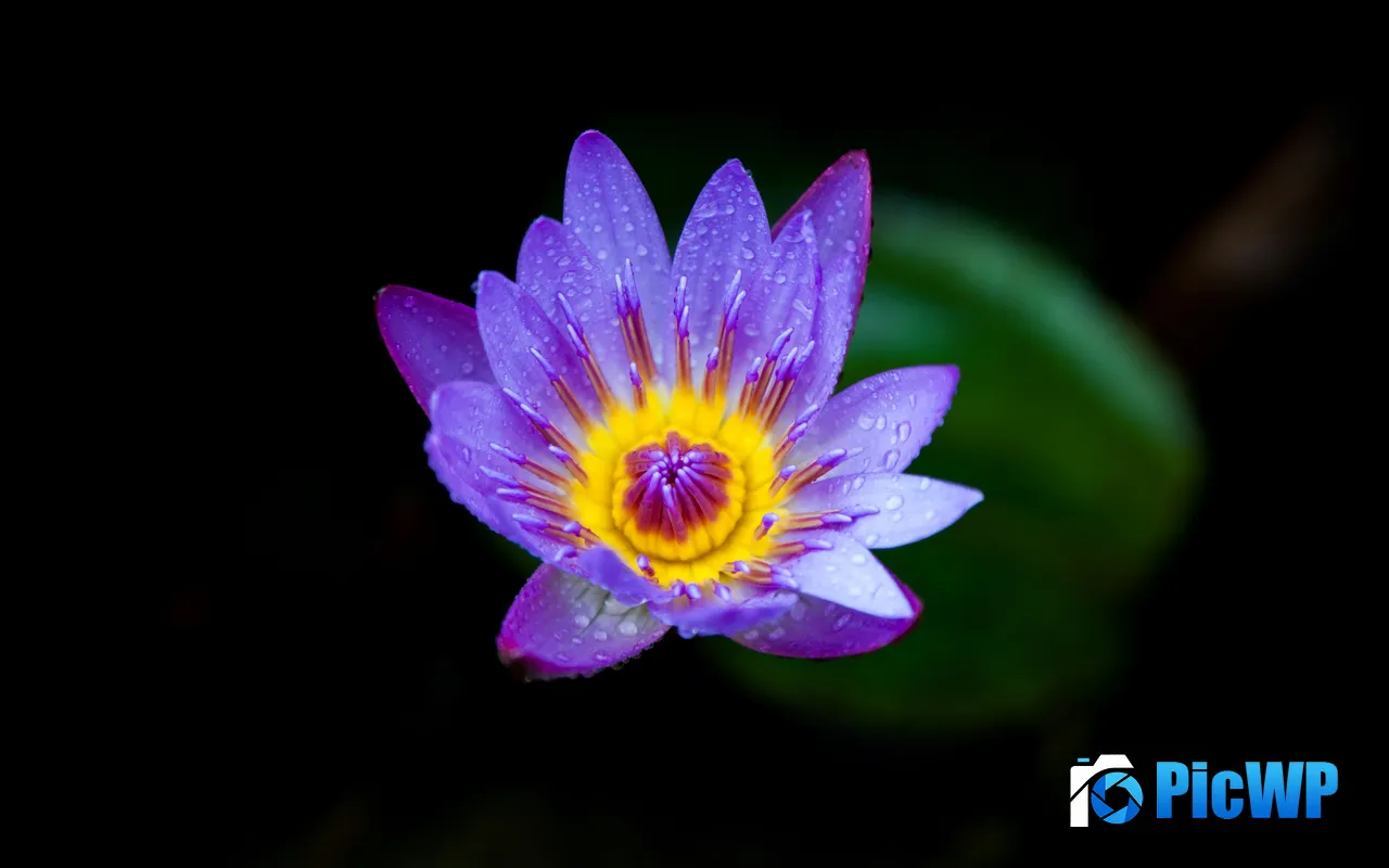 Purple Petal Water Lily <font color=red>Closeup</font> Plant Vietnam 5K PC Wallpaper