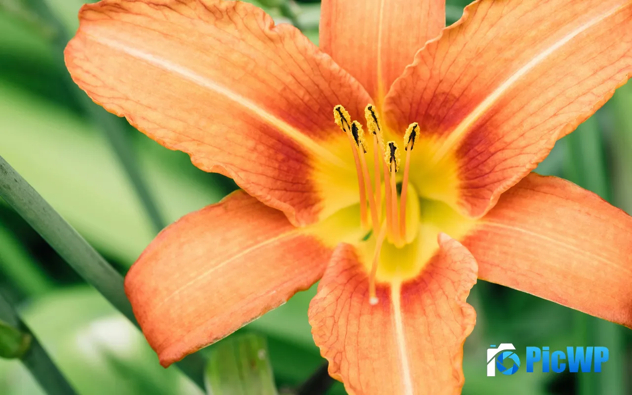 <font color=red>Lily</font> flower Petals Stamens Cumberland Canada 5K PC Wallpaper