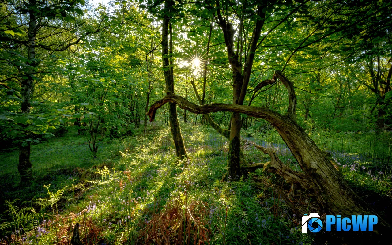 Jungle Sunlight Lake District National Park Kendal UK 5K PC Wallpaper