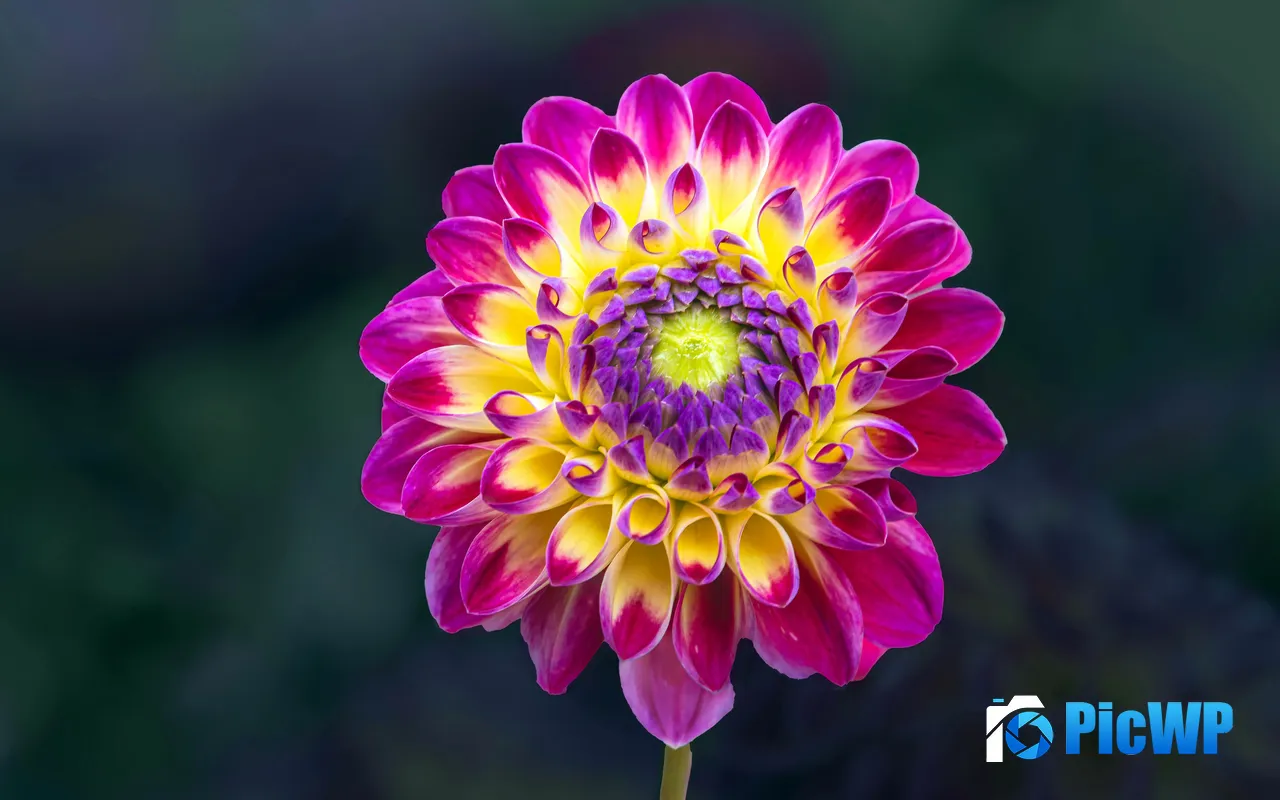 Purple Flower Plant Petal Dahlia Close Up 5K PC Wallpaper