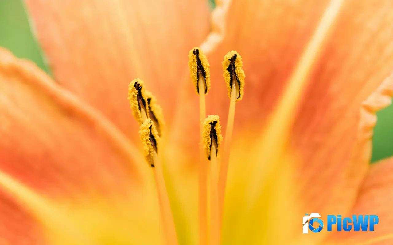 Lily Flower Plant Stamen Petal Closeup 5K PC Wallpaper