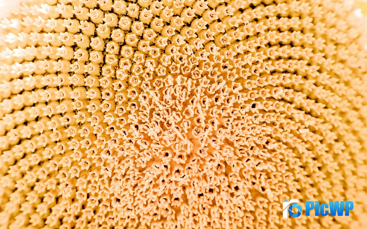 Sunflower Stamen Macro Detail Plant 5K PC Wallpaper