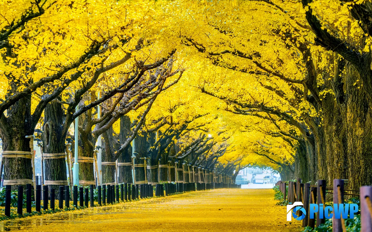 Ginkgo Tree Park Trail Gold Autumn Tokyo Japan 5K PC Wallpaper