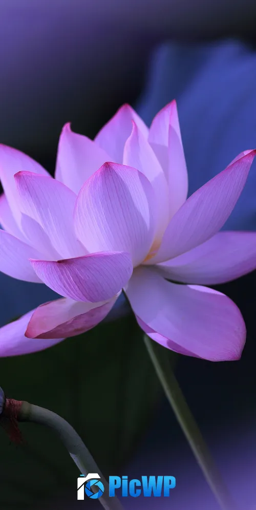 Lotus flower Purple aesthetic 3K Mobile Wallpaper
