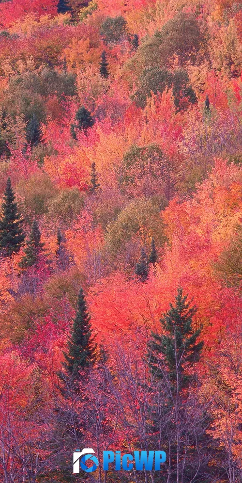 OS X Mountain Lion Autumn Forest 3K Mobile Wallpaper