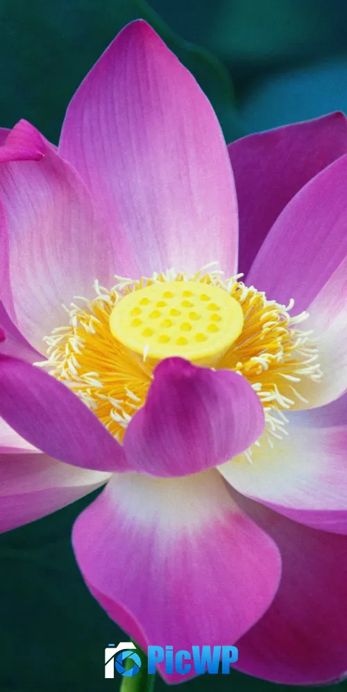 OS X Lion Lotus flower 3K Mobile Wallpaper