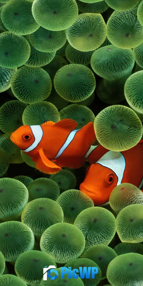 OS X Leopard Clownfish 3K Mobile Wallpaper