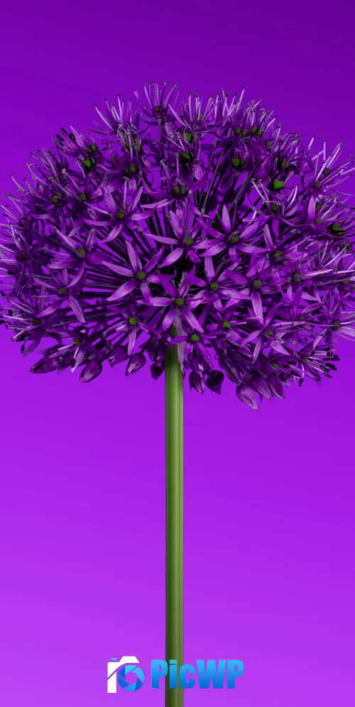 Allium flower Purple aesthetic 3K Mobile Wallpaper