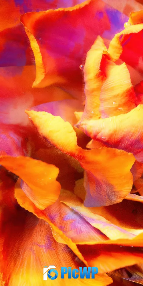 Peony Macro 3K Mobile Wallpaper