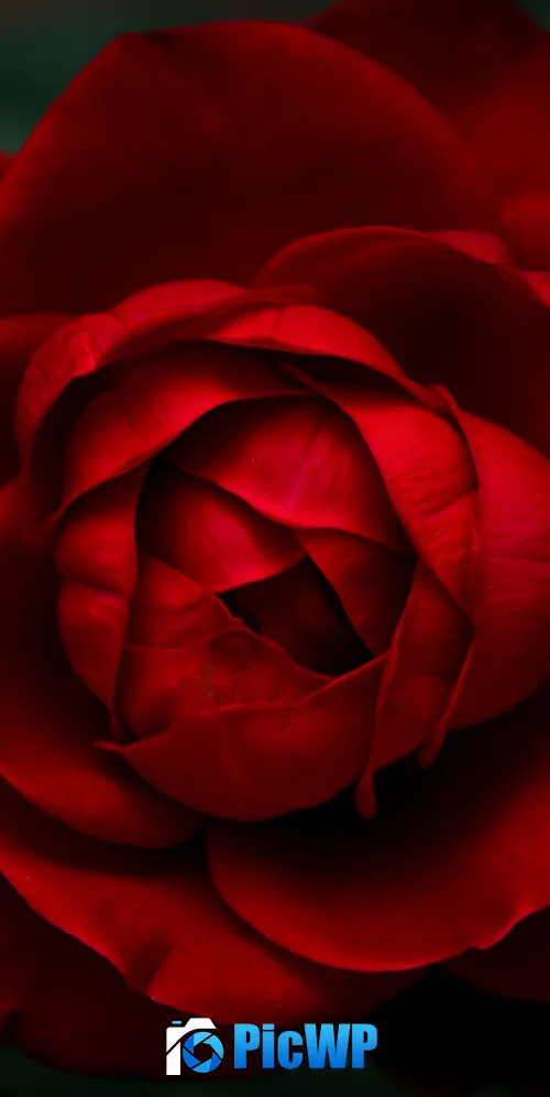 Velvet Rose 3K Mobile Wallpaper