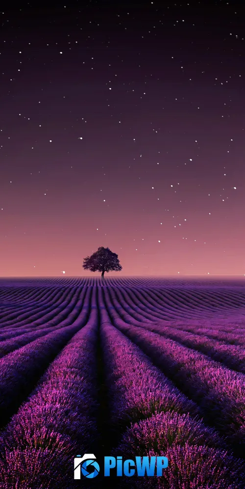 Lavender fields Night sky 3K Mobile Wallpaper