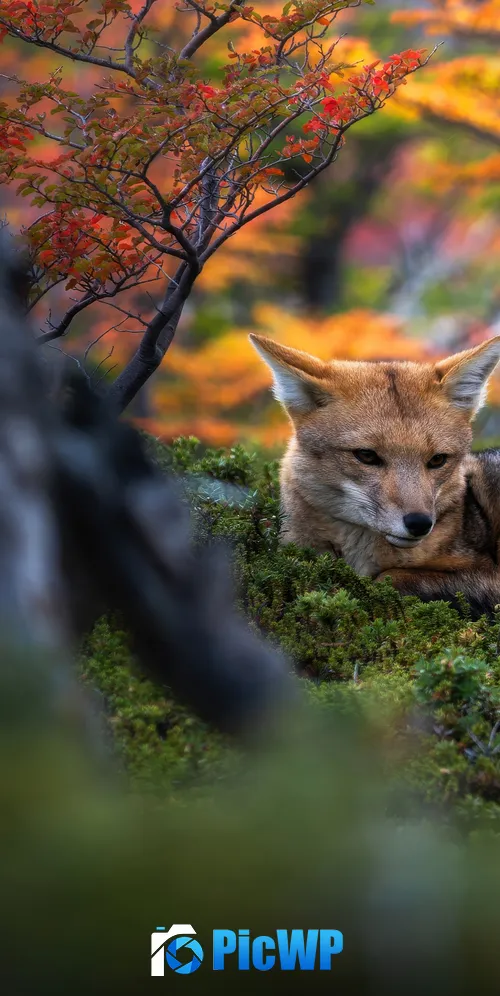 Patagonian fox Wildlife 3K Mobile Wallpaper