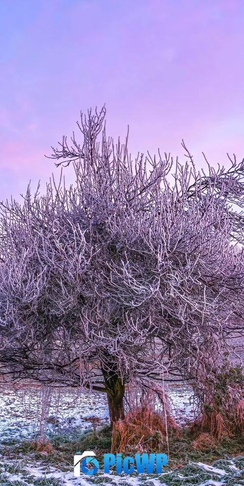 Winter forest Morning 3K Mobile Wallpaper