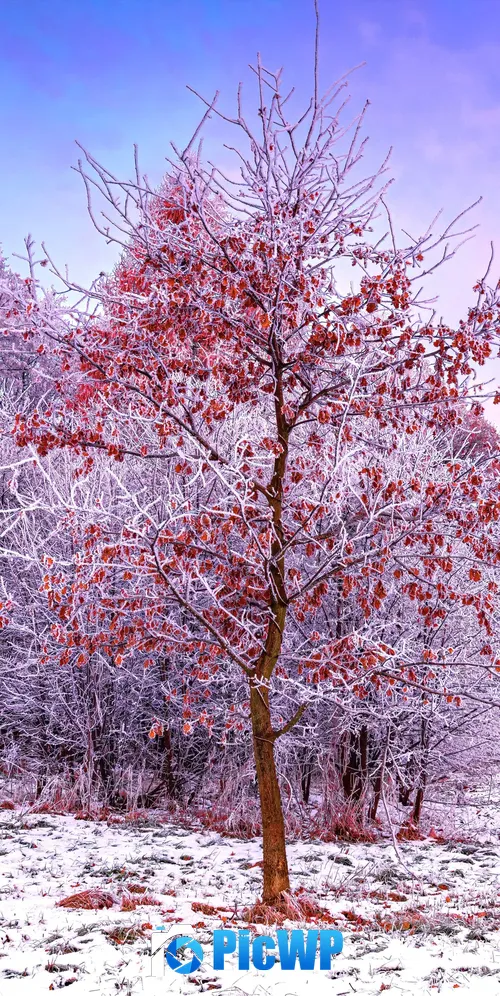 Winter Trees 3K Mobile Wallpaper