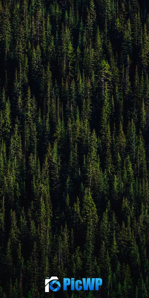 Pine trees Forest 3K Mobile Wallpaper