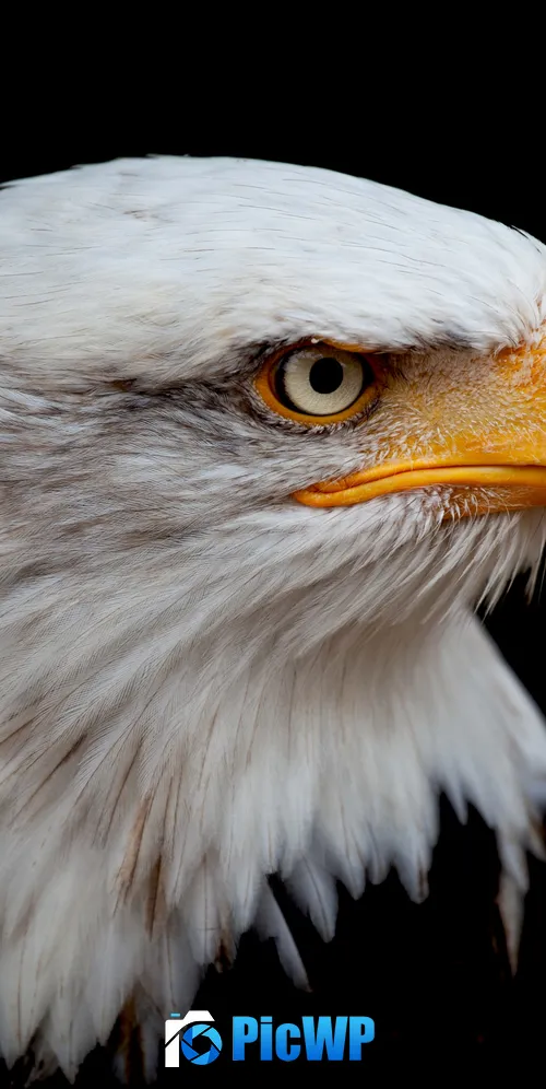 Bald eagle 3K Mobile Wallpaper