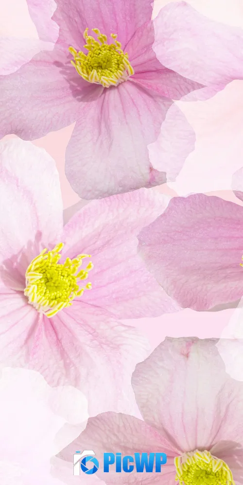 Spring flowers Blossom 3K Mobile Wallpaper