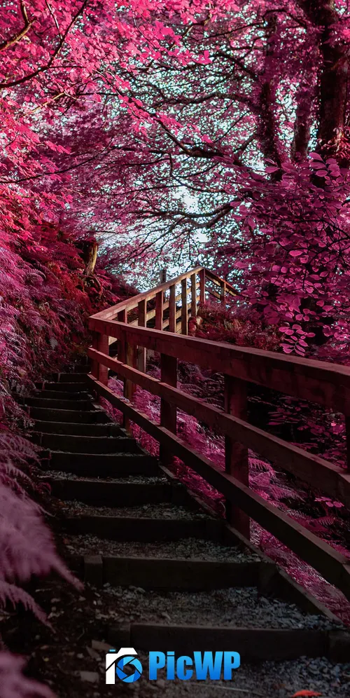 Wooden stairs Pink aesthetic 3K Mobile Wallpaper