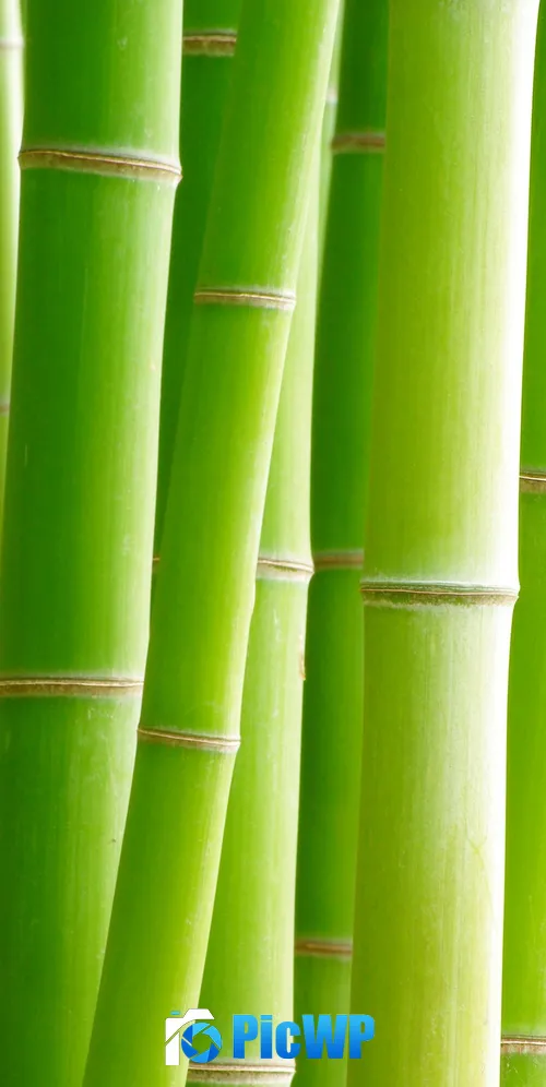 Bamboo Trees 3K Mobile Wallpaper