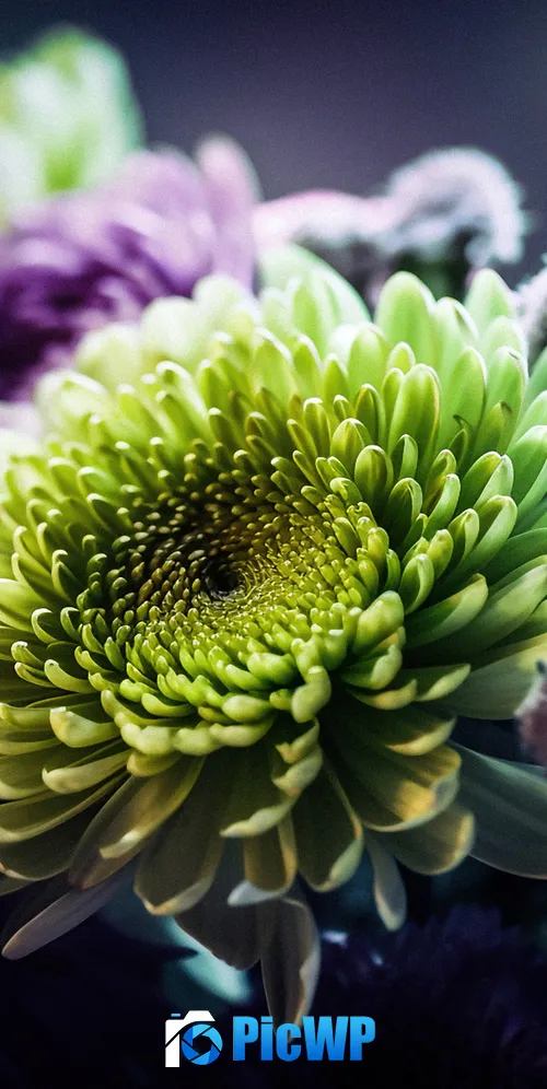 Chrysanthemum flowers Macro 3K Mobile Wallpaper