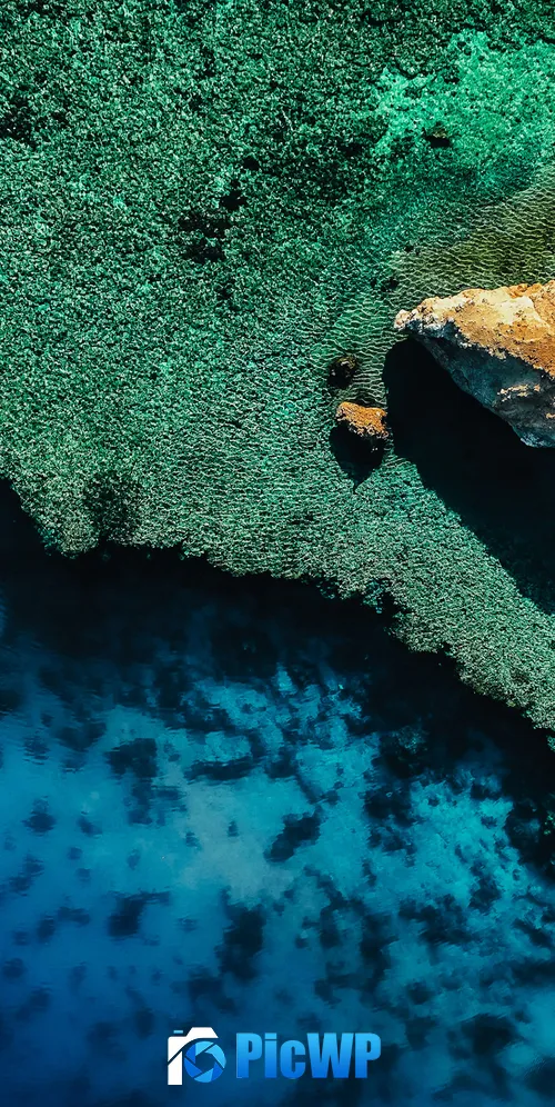 Coastline Coral reef 3K Mobile Wallpaper