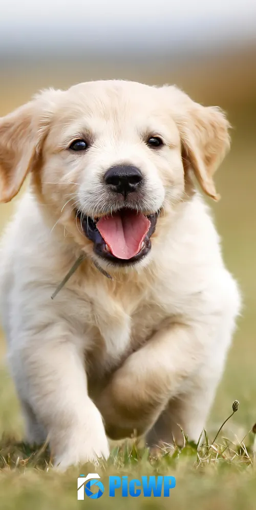 Golden Retriever Puppy 3K Mobile Wallpaper