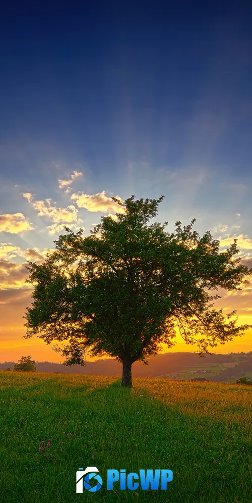 Swiss Plateau Lone tree 3K Mobile Wallpaper