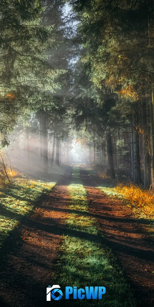 Forest Walkway 3K Mobile Wallpaper
