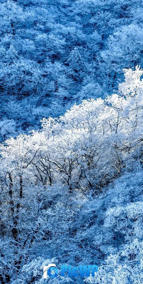 Winter forest Snow covered 3K Mobile Wallpaper