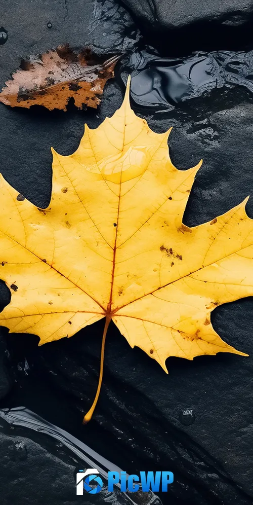 Maple leaf Black rocks 3K Mobile Wallpaper