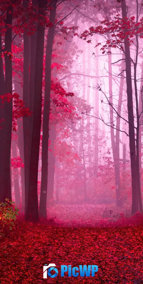 Forest Path 3K Mobile Wallpaper